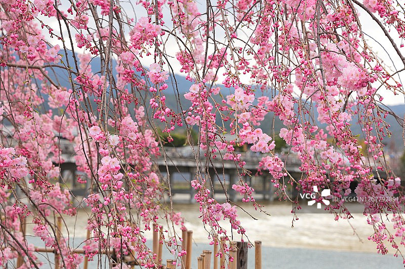 透过盛开的垂枝樱花树看渡月桥，京都岚山美丽的春天景色，日本图片素材