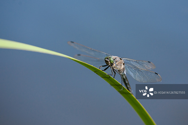 蜻蜓图片素材