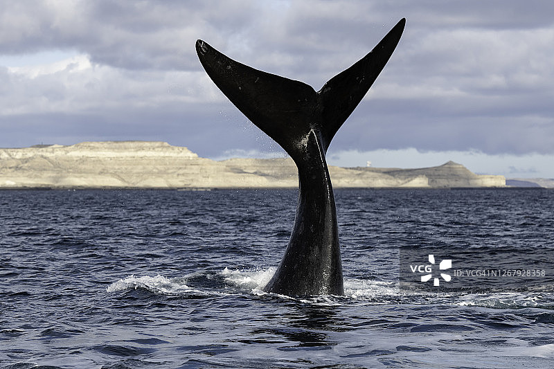 成年南露脊鲸在瓦尔德斯半岛新海湾拍尾，此处为联合国教科文组织世界遗产图片素材