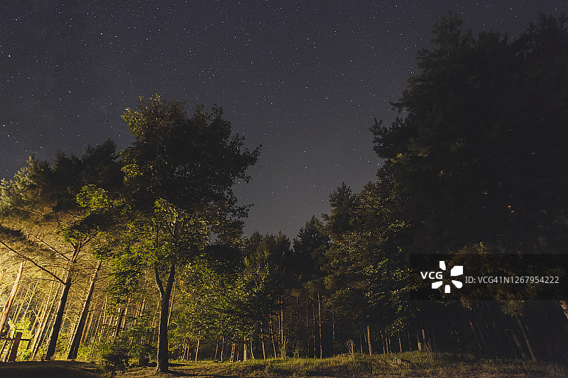 夜间树木图片素材