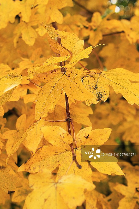 竖版特写：有斑点的鲜艳黄叶图片素材