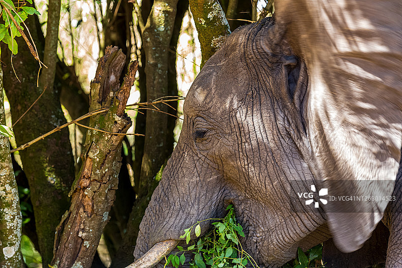 非洲象在野外秘密地点吃草——摇动耳朵散热图片素材