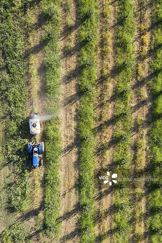 苹果园的农业喷洒图片素材