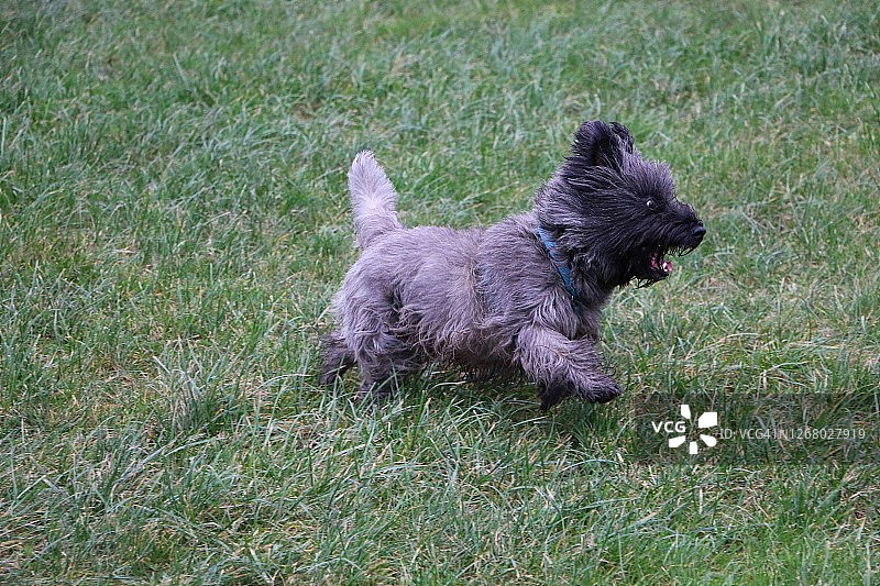 在公园草地上奔跑的毛茸茸的黑狗图片素材