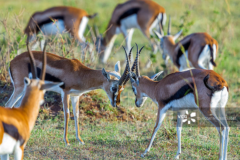 雄性汤姆森瞪羚在野外战斗图片素材