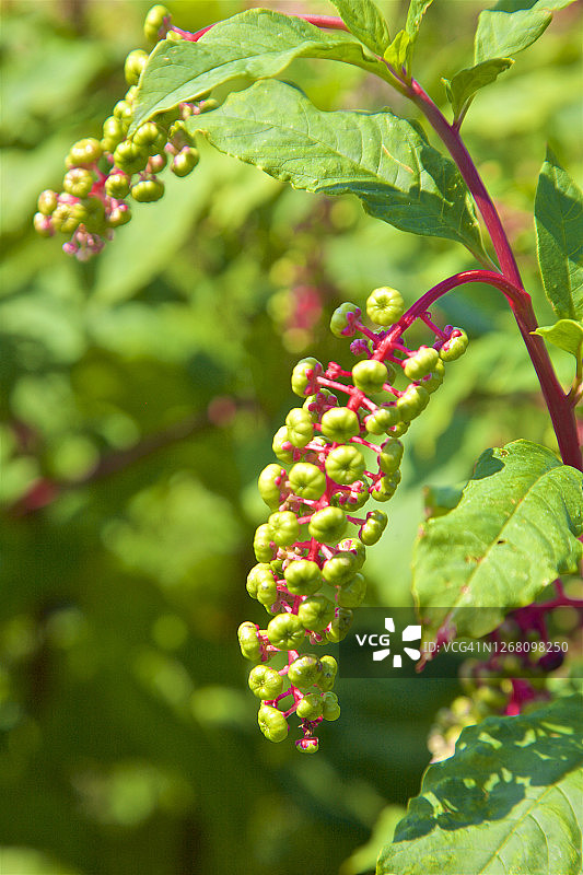 美洲商陆特写图片素材