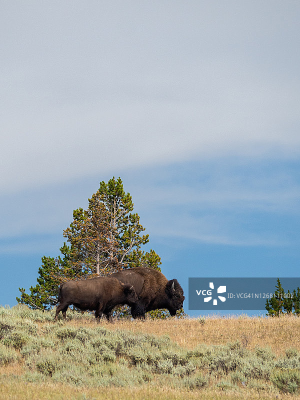 黄石国家公园海登山谷的一对美洲野牛图片素材