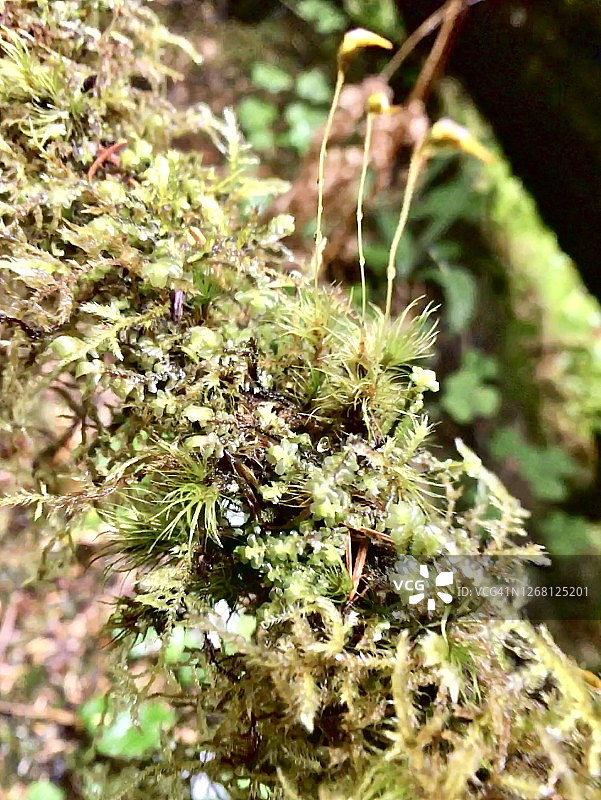 浅绿色苹果藓图片素材