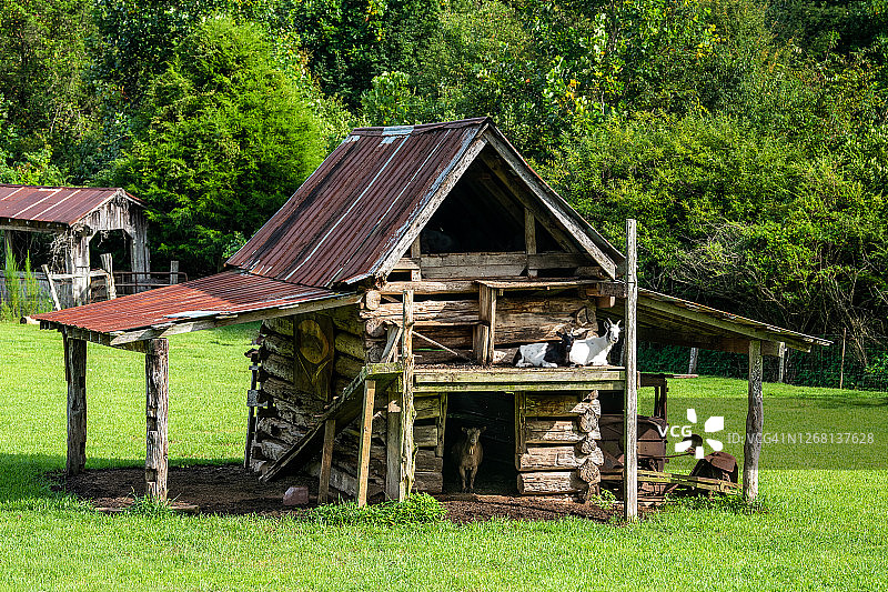 房子里的山羊图片素材