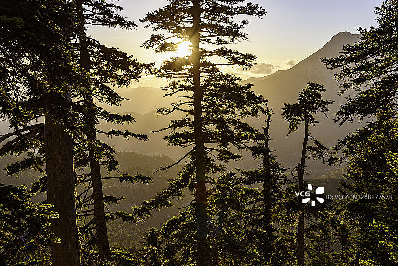 常绿植物后的阳光图片素材