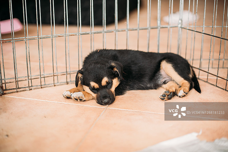 在板条箱里睡觉的幼犬图片素材