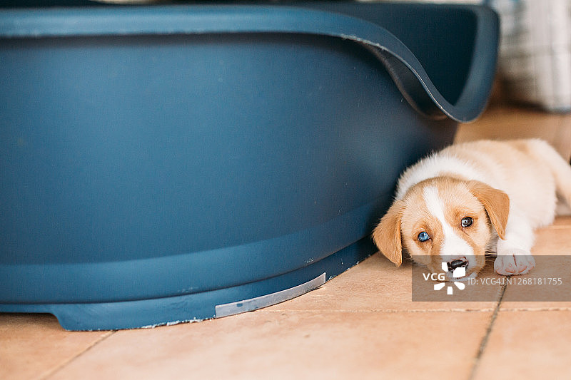 蓝眼睛小狗在床边休息图片素材
