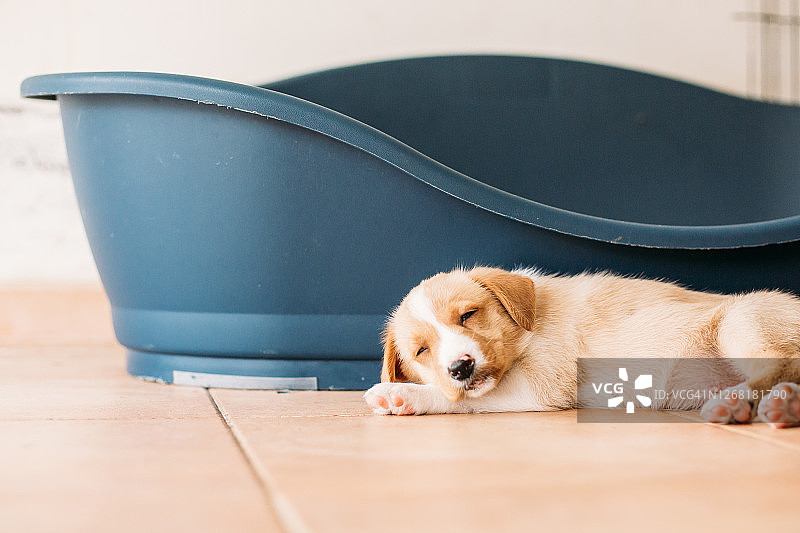 睡在床边的幼犬图片素材