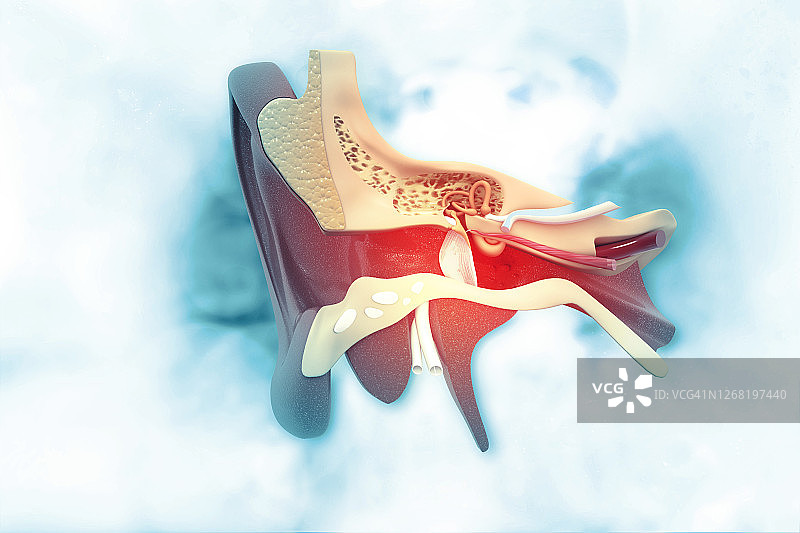 耳朵解剖结构图片素材