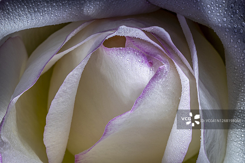 带露珠的粉色和白色玫瑰图片素材