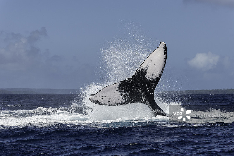 汤加太平洋座头鲸图片素材