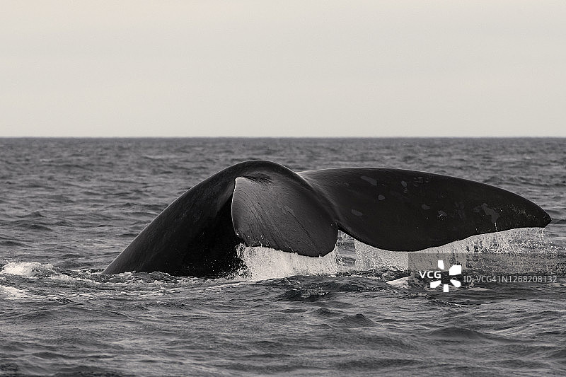 南方露脊鲸在瓦尔德斯半岛新海湾拍浪，该海湾是联合国教科文组织世界遗产图片素材