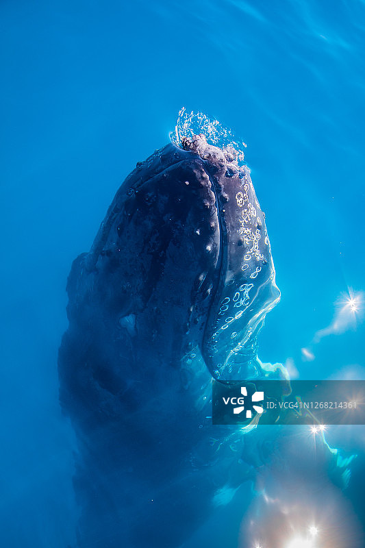 从水中浮现的鲸鱼图片素材