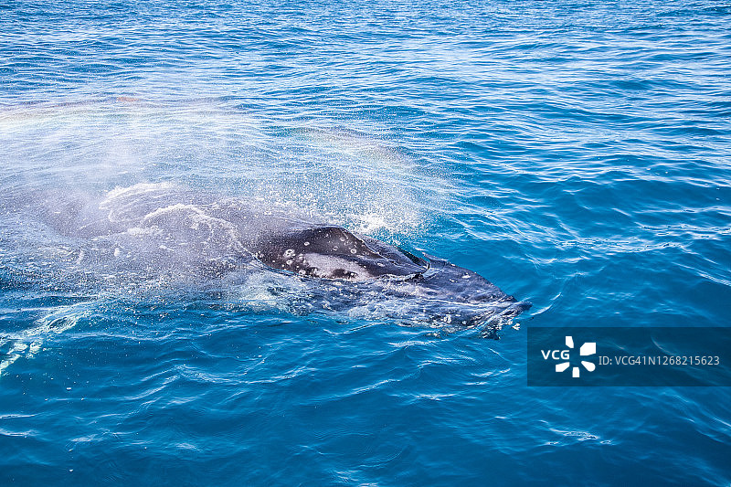 从水中浮现的鲸鱼图片素材