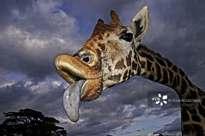 有趣的成年罗斯柴尔德长颈鹿（Giraffa camelopardalis rothschildi）肖像，吐着舌头，背景是暴风雨的天空图片素材