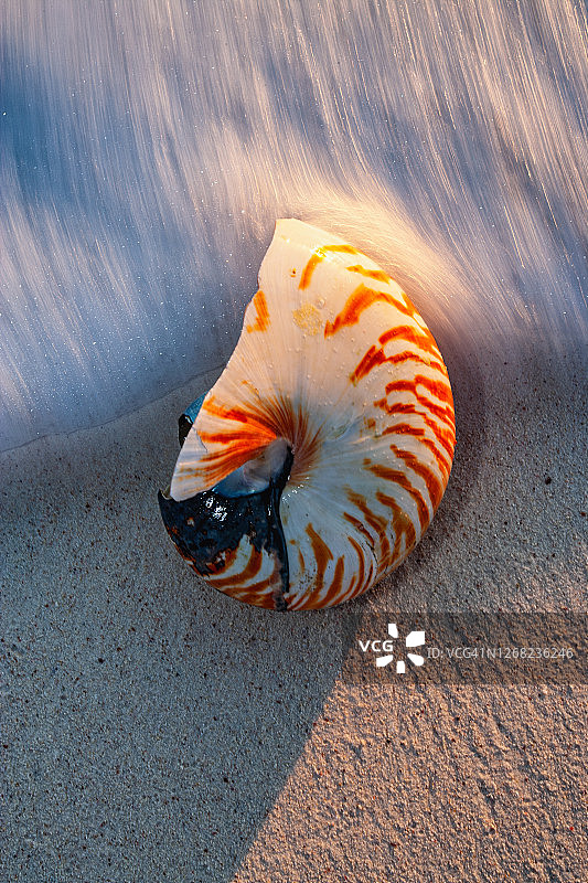 海滩上贝壳的模糊运动图片素材