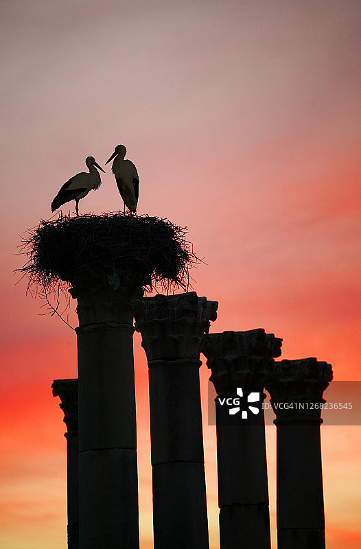 夕阳下沃吕比利斯罗马遗址古老石柱上筑巢的白鹳图片素材