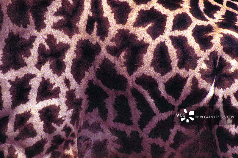 长颈鹿的身体部位图片素材