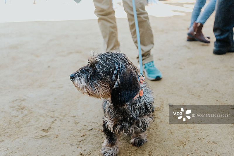 一只可爱的刚毛腊肠犬坐着图片素材