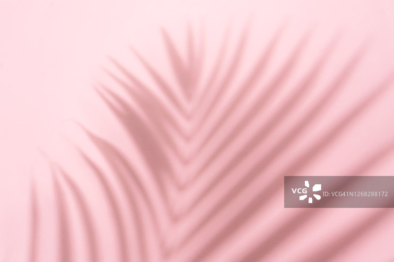 粉色背景墙上的模糊棕榈叶阴影图片素材