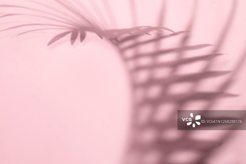 粉色背景墙上的模糊棕榈叶阴影图片素材