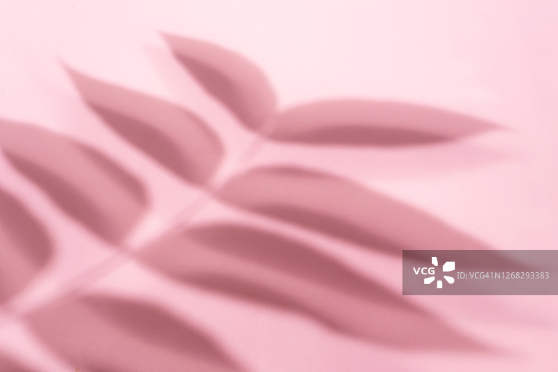 粉红色背景墙上的模糊树叶阴影图片素材