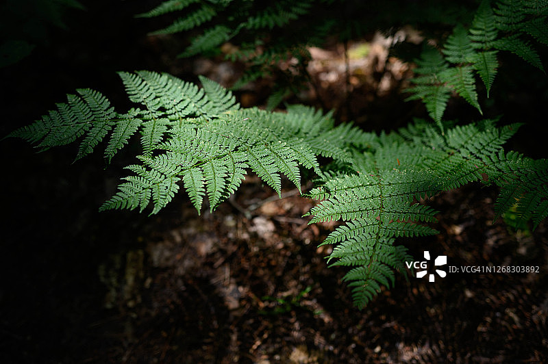 蕨类植物图片素材