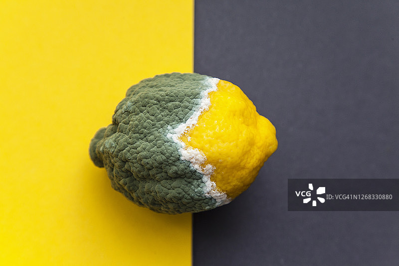 静物：发霉的有机柠檬图片素材