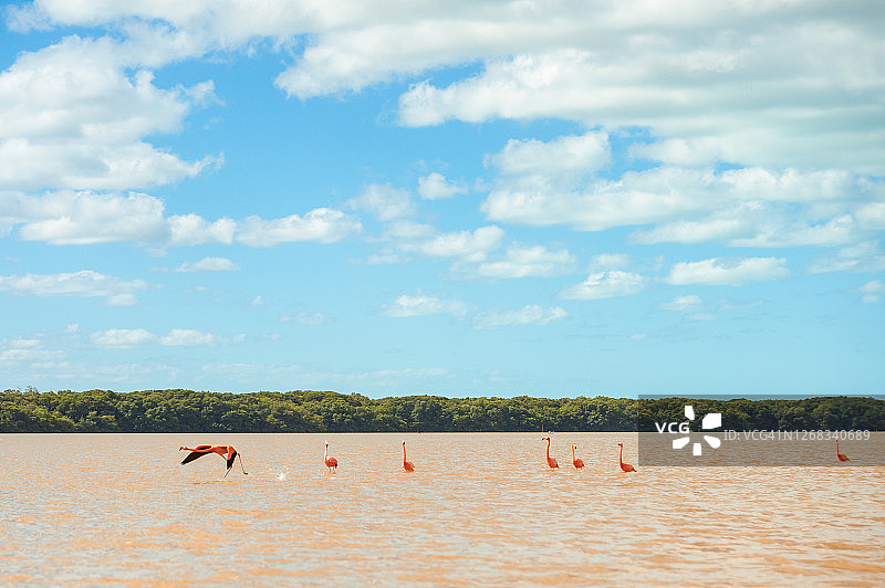在晴朗的蓝天白云下，位于里亚·赛莱斯顿生物圈保护区内的赛莱斯顿河上的火烈鸟群图片素材
