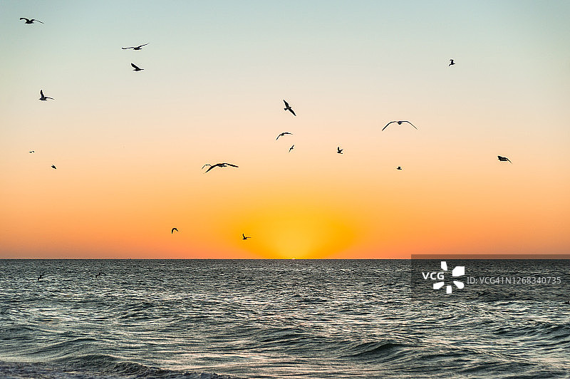 夕阳下在墨西哥塞莱斯顿海滩飞翔的海鸥图片素材