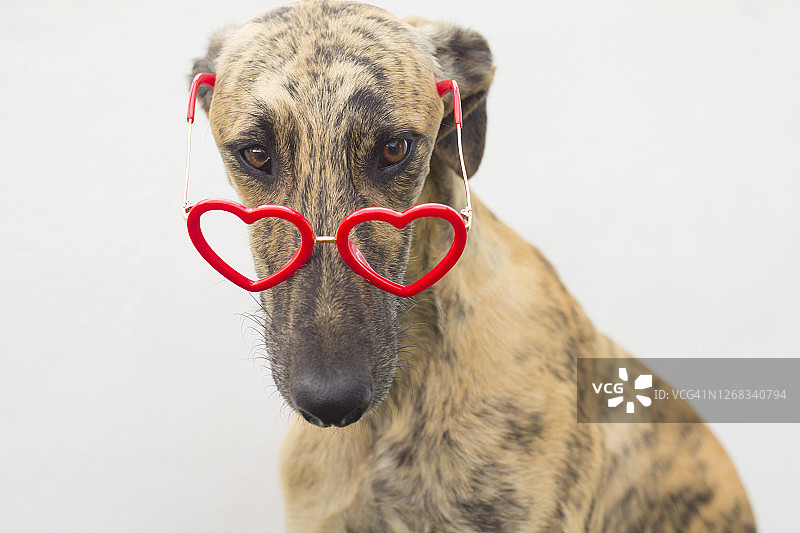 戴红色爱心眼镜的狗狗图片素材