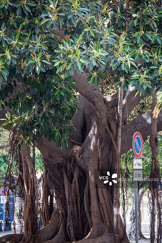 巴勒莫的澳洲大无花果树图片素材