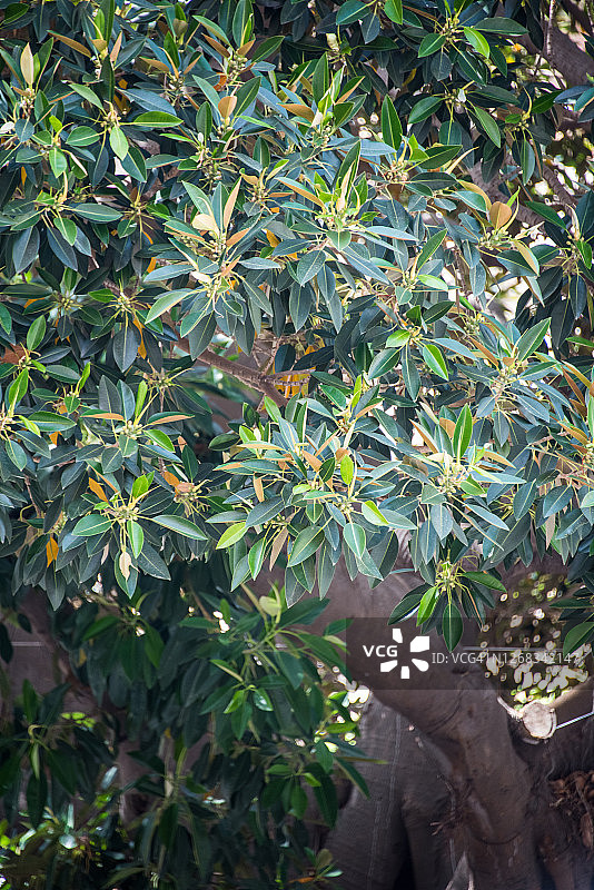 巴勒莫的澳洲大无花果树图片素材
