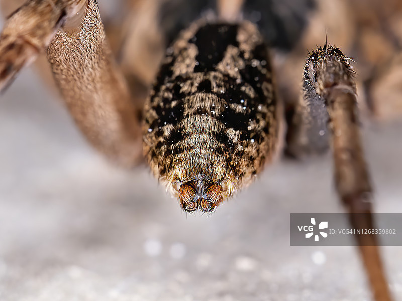 狼蛛纺丝器图片素材