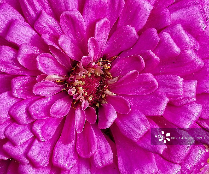 雌蕊和雄蕊图片素材