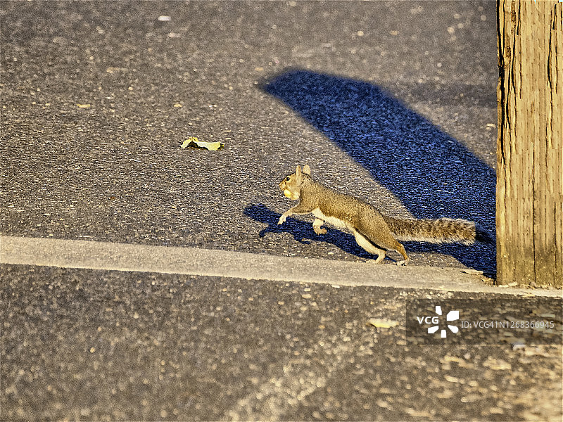 西部灰松鼠图片素材