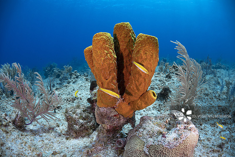 加勒比海的珊瑚礁图片素材