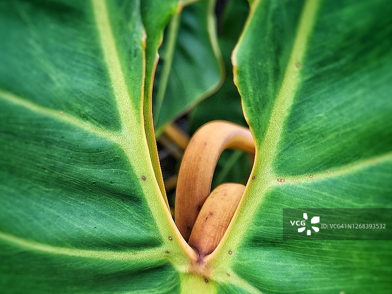 树叶局部图片素材