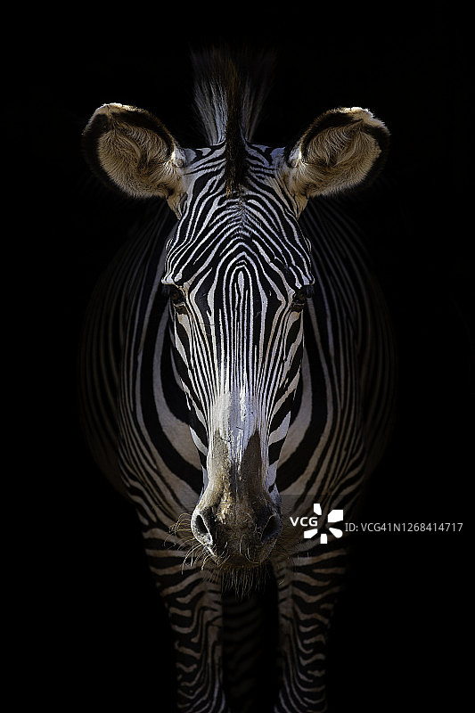 细纹斑马图片素材