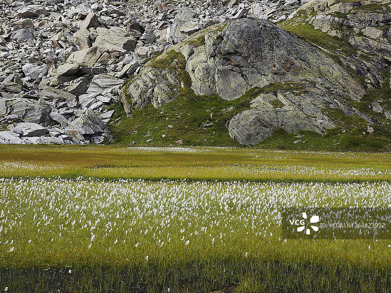 纳雷特地区高山湿地上开花的棉草（Eriophorum angustifolium）图片素材
