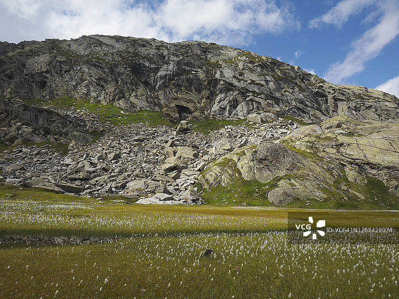 纳雷特地区高山湿地上开花的棉草（Eriophorum angustifolium）图片素材