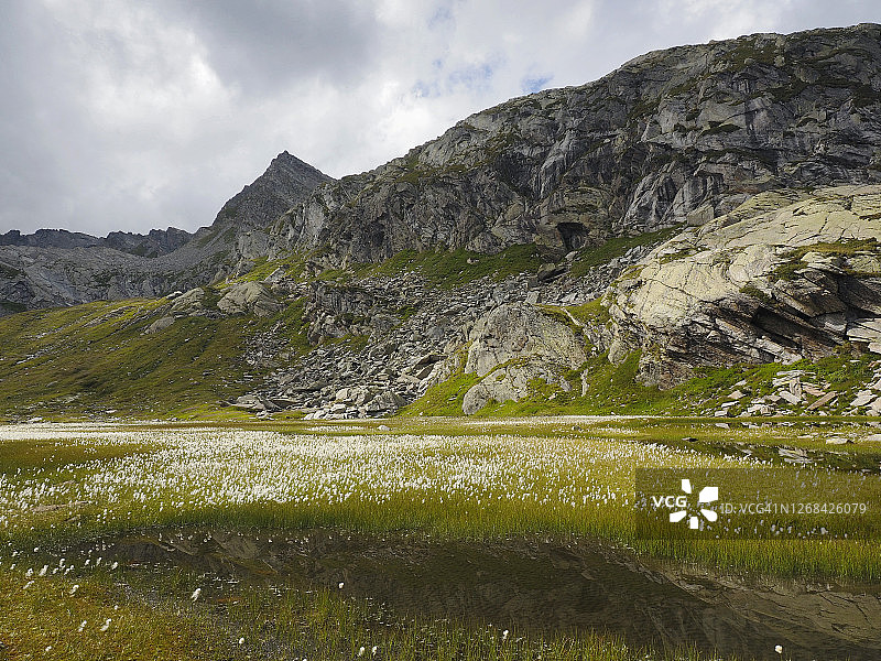 纳雷特地区高山湿地上开花的棉草（Eriophorum angustifolium）图片素材
