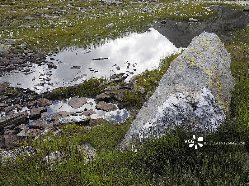 纳雷特地区高山湿地上开花的棉草（Eriophorum angustifolium）图片素材