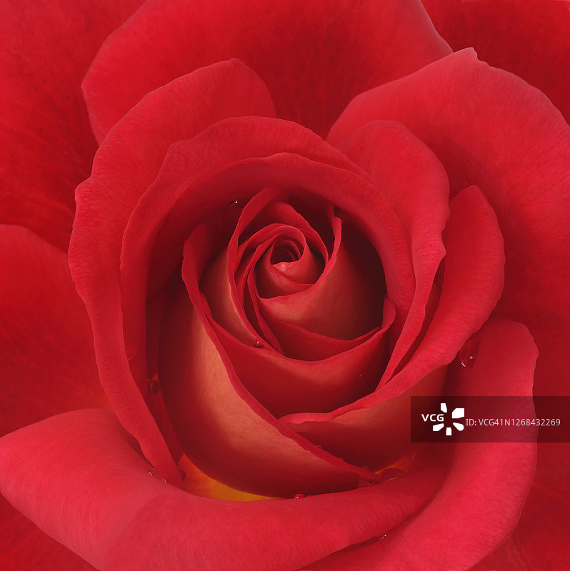 红色玫瑰特写镜头图片素材