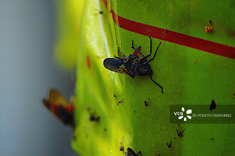 粘蝇纸上的斑点灯笼蝇特写图片素材